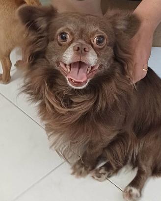 Rio Chihuahua vivace coccolone giocherellone