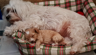 Cuccioli Maltipoo