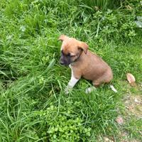 Cagnolini