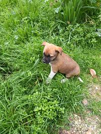 Cagnolini