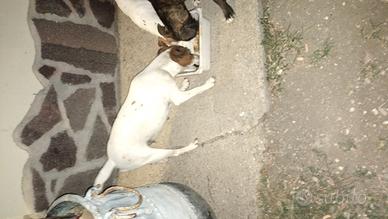 Cane jack Russel