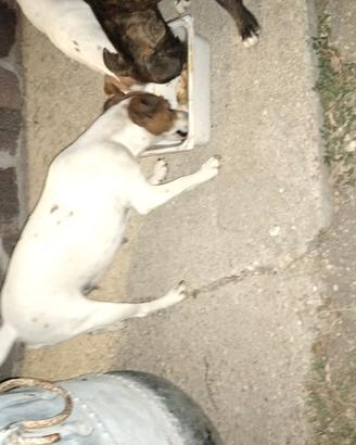 Cane jack Russel