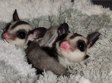 Petauri dello zucchero piccolini maschi e femmine