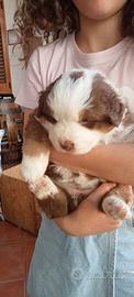 Cuccioli di Pastore Australiano