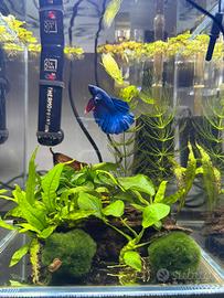 Pesce Betta con acquario 10 litri completo