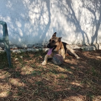Adozione per uno splendido cane