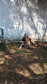 Adozione per uno splendido cane