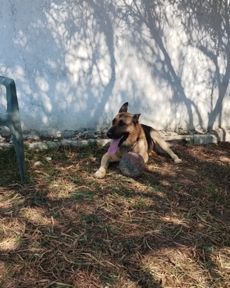 Adozione per uno splendido cane