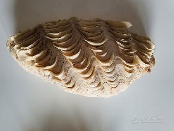 conchiglia gigante 