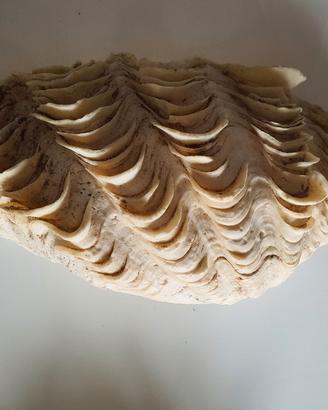 conchiglia gigante 