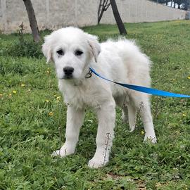 SISMA splendore mix maremmano in adozione