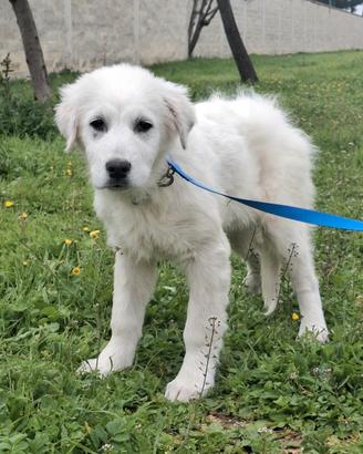 SISMA splendore mix maremmano in adozione