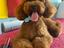 Immagine 1