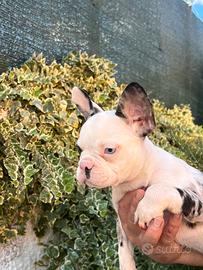 Bouledogue francese merle'