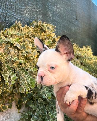 Bouledogue francese merle'