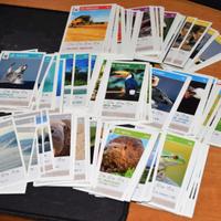 Cards COOP della serie WWF Salva il tuo pianeta