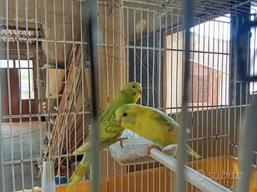 Cocoriti novelli e adulti