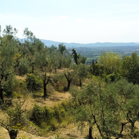 Terreno oliveta