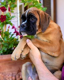 Cucciolo Boxer
