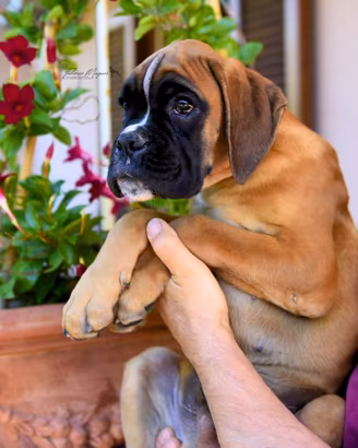 Cucciolo Boxer