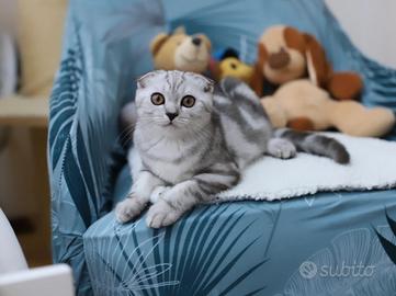 Gattino scottish Fold dolcissimo cucciolo