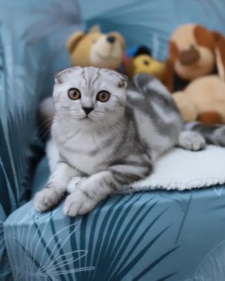 Gattino scottish Fold dolcissimo cucciolo