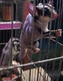 Petauri dello zucchero