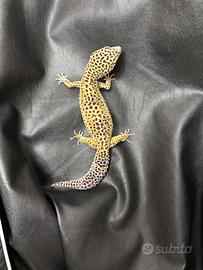 Gechi leopardini