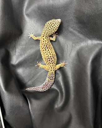 Gechi leopardini