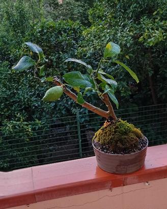 bonsai di limone 