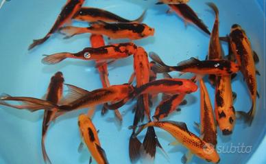 Pesci rossi, shubunkin, sarasa, pezzati, black