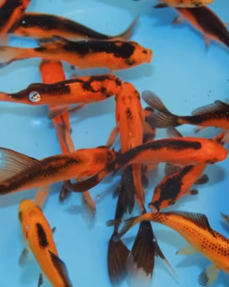 Pesci rossi, shubunkin, sarasa, pezzati, black