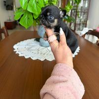 Chihuahua femminuccia