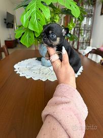 Chihuahua femminuccia