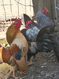 Galline serama