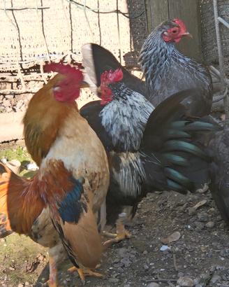 Galline serama