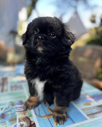 Cucciolo Tibetan Spaniel