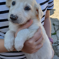 Cuccioli, taglia simile a maremmano