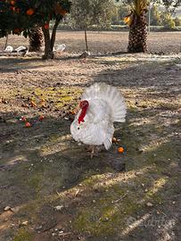 Cambio tacchino leggero maschio