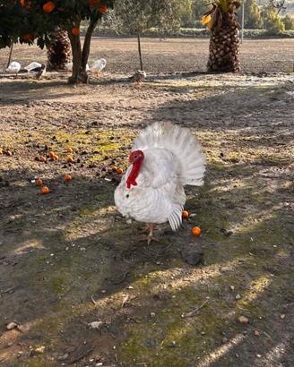 Cambio tacchino leggero maschio