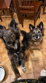 Cagnoline taglia media. Lupette. ADOZIONE subito