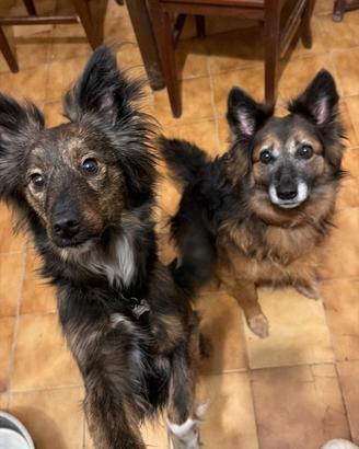 Cagnoline taglia media. Lupette. ADOZIONE subito