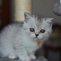 Scotish Fold e Straight