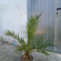 Pianta palma Phoenix Canariensis h 100 - 120 cm