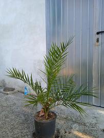 Pianta palma Phoenix Canariensis h 100 - 120 cm