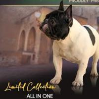 Bulldog pedigree Monta