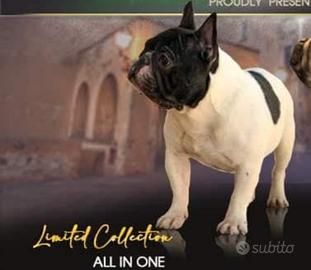 Bulldog pedigree Monta