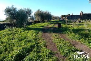 S. maria di licodia - terreno agricolo id:psml052t