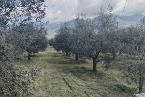 Terreno con piante d'olivo, prezzo trattabile
