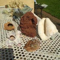 Coralli per acquario